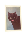 Black cat postcard